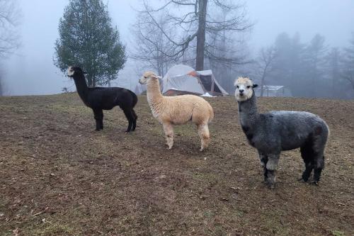 Rustic and Authentic Farm Stay by DuPont Forest!