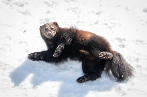 Arctic Fox Igloos - image 4