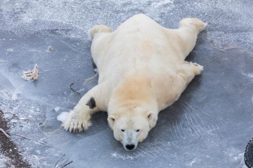 Arctic Fox Igloos - image 5
