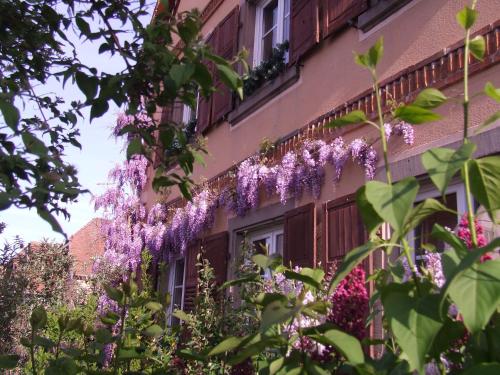Maison d'hôtes Les Séraphins chambre d'hôte Niedernai