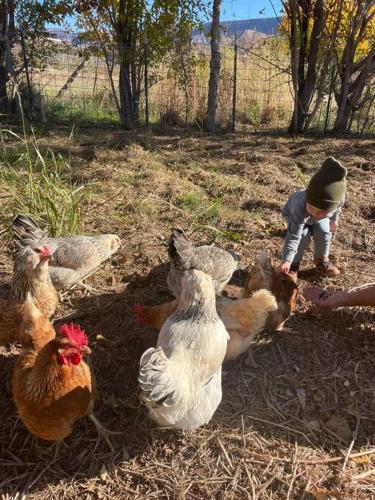 Shadow Creek Farm