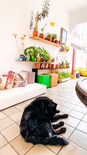 Zili Pernambuco - Hostel Pousada in Boa Vista