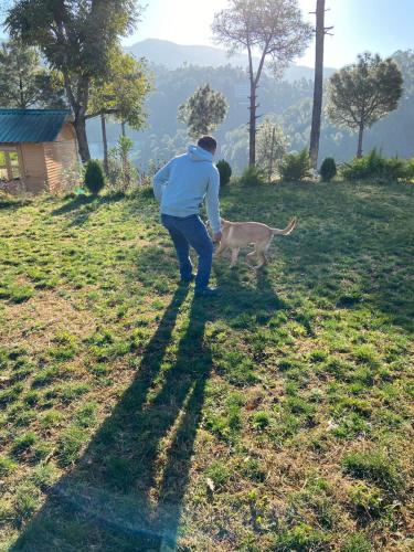 Golden valley cottages, Chail