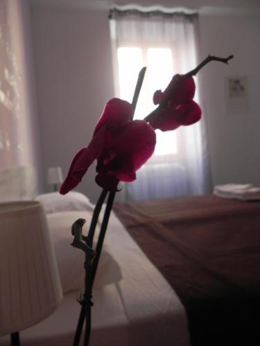 Vica Pota - image 5