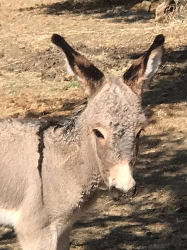 Il Fiorino di Badia