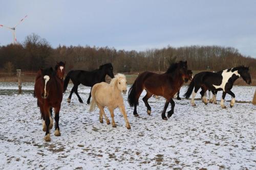 Bauernhof FeWo X Pferdekoppel in Schwienkuhl an der Ostsee