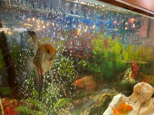 Sea Horse Hotel - image 4