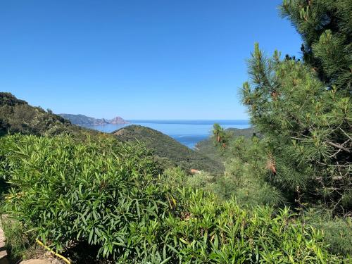 Les Asphodèles