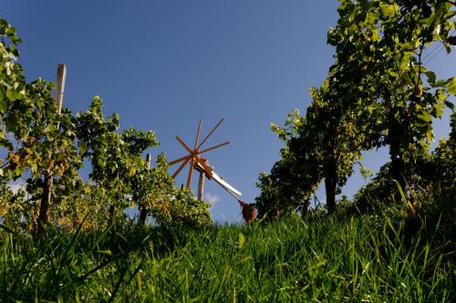 Weingut Winzerzimmer Rothschädl - image 7