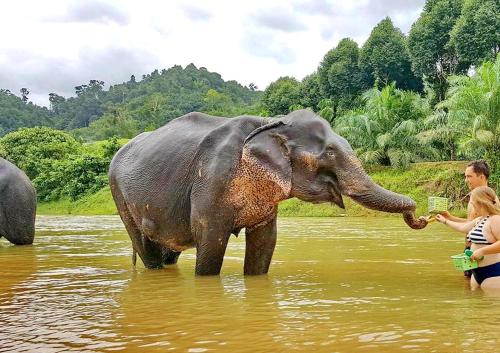 Khao Sok River Lodge Hotel