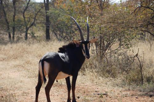 Kwele Game Lodge