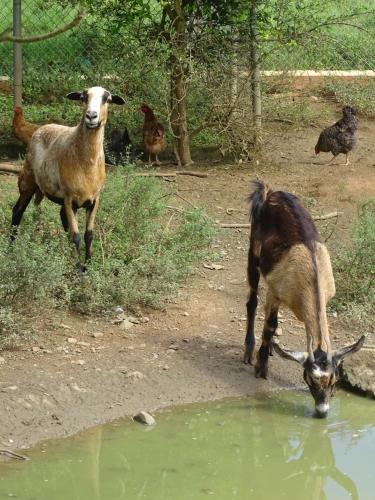 Finca Libelulas in Pedasi