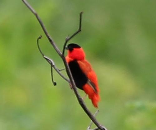 GAMBIA WILDLIFE RETREAT