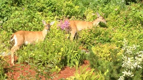 Shangri-La - Near Mendenhall Glacier and Auke Bay -DISCOUNTS ON TOURS!