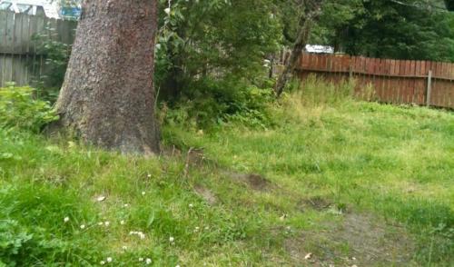 Raw Gold - Affordable, Near Mendenhall Glacier, Trails, and Conveniences - DISCOUNTS ON TOURS! detail
