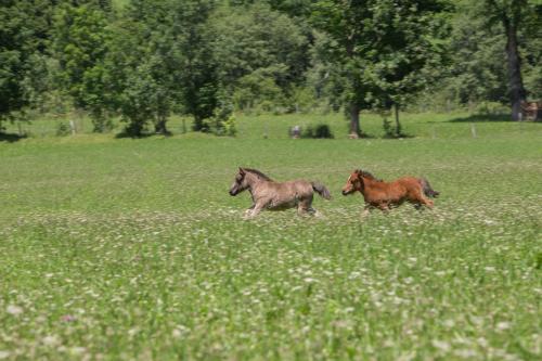 Feriendorf Ponyhof