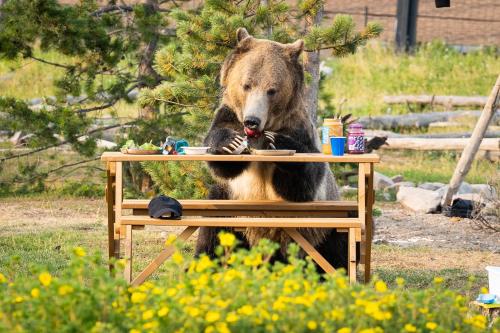 Bear Cub, West Yellowstone (photo 6)