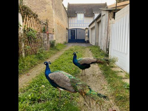 Balaena - maison avec jardin proche plage