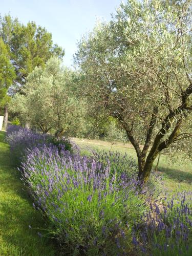 L'AMANDERAIE à côté de LOURMARIN en LUBERON