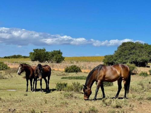 Heron Cottage - Living The Breede