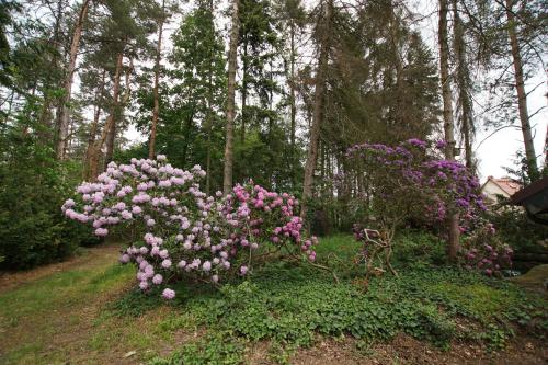 Waldhaus Eichhörnchen