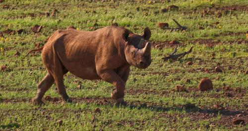 格鲁特贝格山林小屋 格鲁特贝格山林小屋