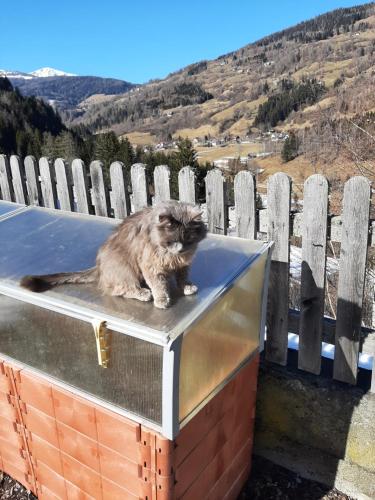 Haus Edlinger inclusive Murau Sommer Gäste Card