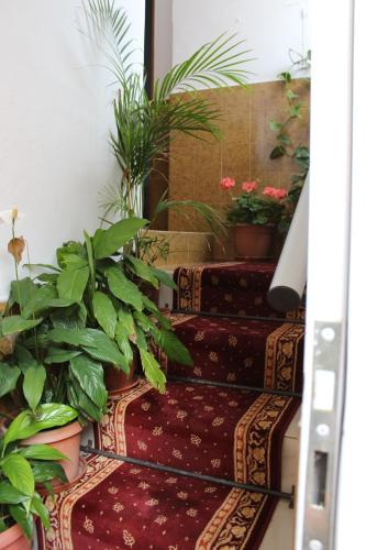 設施, 艾爾館車旅館 (Pension El Guanche) in 弗龍特拉