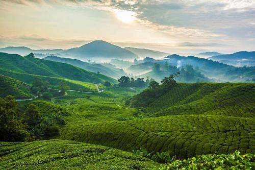 OU INN Cameron Highlands ,Ferm Nyonya Restaurant