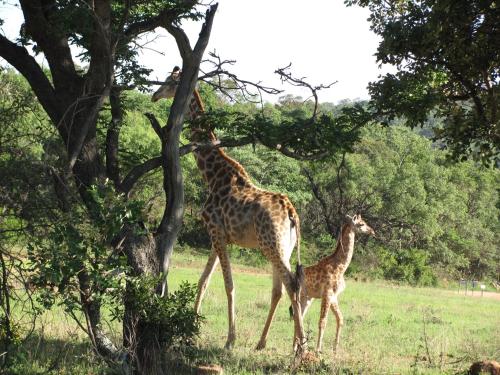 La Barune Game Lodge