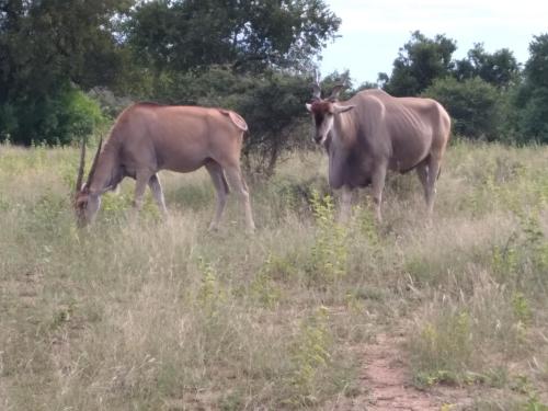 La Barune Game Lodge