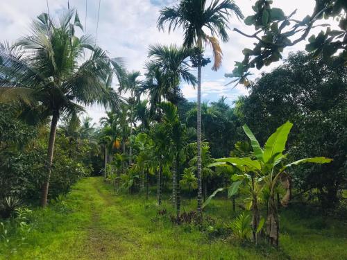 Arecanut Estate Gokarna