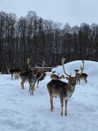 Rubikiai LUX Duplex Apartamentai Rubikiai LUX Duplex Apartamentai