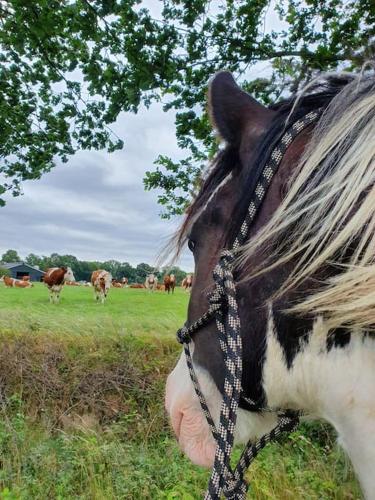 Leuk boerderijtje op prachtige plek, nabij natuurgebied