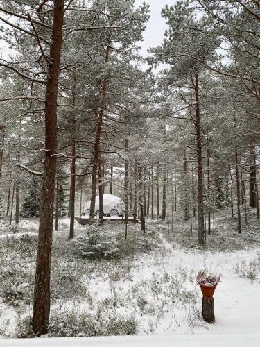 Pokemaja Nõva männimetsas Pokemaja Nõva männimetsas