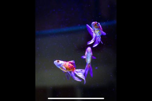 Mono Luxe Villa in Newcastle Upon Tyne gîte à louer Cockle Park Tower