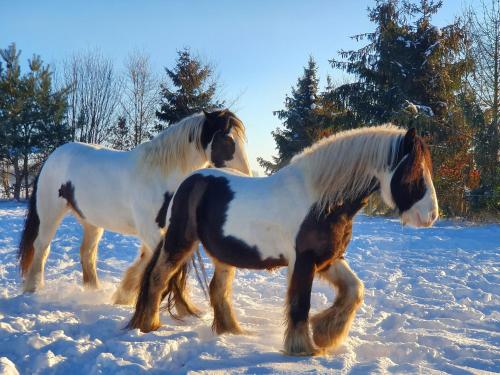 Leuk boerderijtje op prachtige plek, nabij natuurgebied