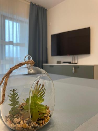 New Studio, Piteszti