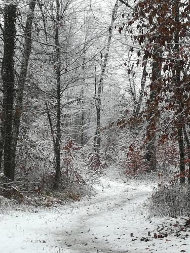 ČAROBNA ŠUMA ***(magic forest)