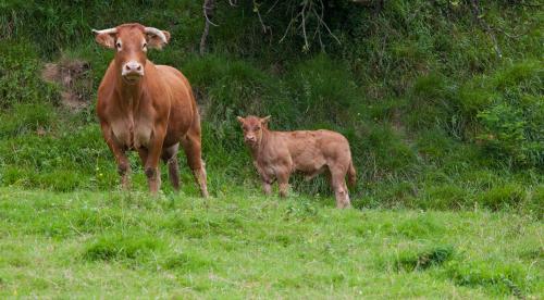 Agroturismo Ibarre - image 5