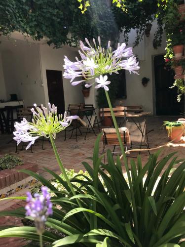 La Casa de Félix 3
