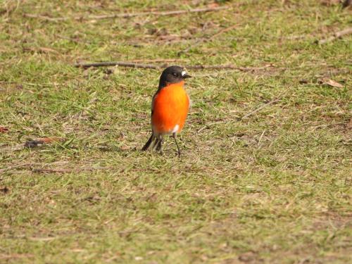 Gulkula2 Wildlife Retreat