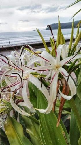 Vista Aurora Vista Aurora