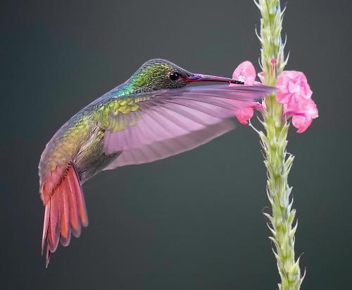 Arte de Plumas birding lodge