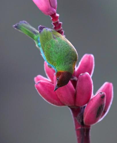 Arte de Plumas birding lodge