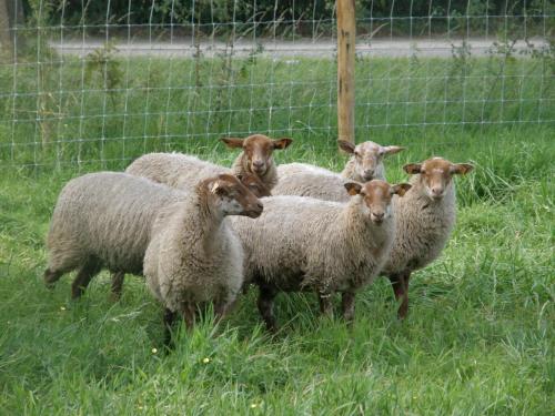 Hoeve De Hagepoorter - image 14