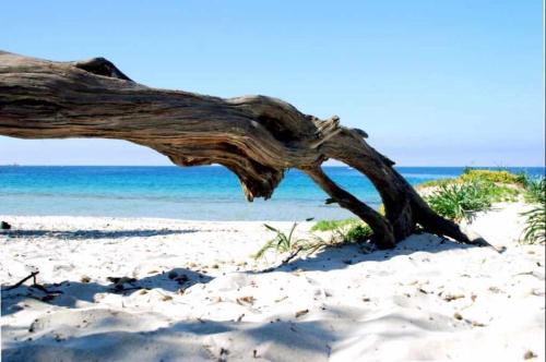 Cervi flat close to the sea and the historic centre of Alghero