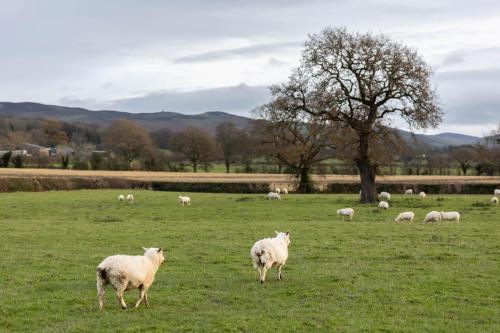 Iekārtas, Caer Fedwen Barns Heulog Cottage King Bed Self Catering with Private Hot Tub in Llandyrnog
