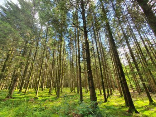 Sur la Rive Vierre in 希尼