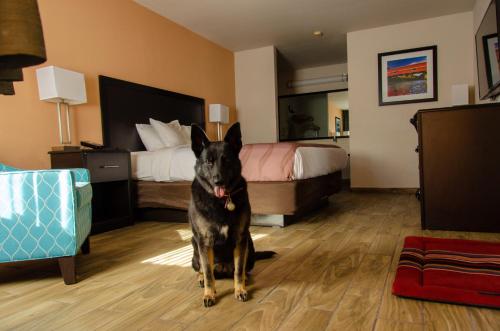 Pet Friendly King Room